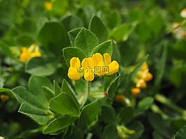 銀三葉草,開花,廠