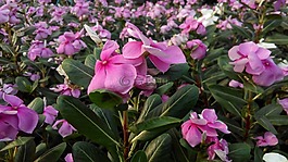粉紅色的花,花,花卉園