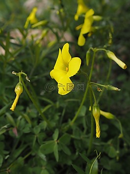 黄花酢浆草,花,开花
