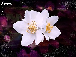 茉莉,模擬橙,鮮花