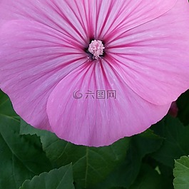 花卉,粉色,別墅