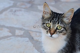 貓,迷路,動物