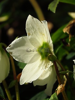 圣誕玫瑰,蓮花雞肝散,花
