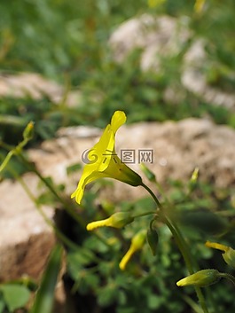 黃花酢漿草,花,開花
