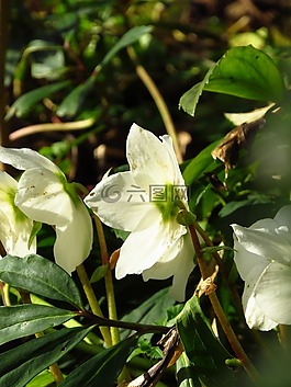 圣誕玫瑰,蓮花雞肝散,花