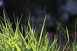 草,春,自然