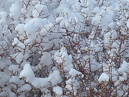 雪,布什,植物