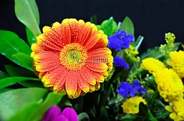 germini,橙色,花