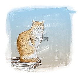 猫,姜,宠物
