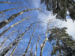 樹,冬天,樹干