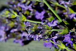 熏衣草,宏,開(kāi)花