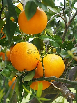 橘子,水果,橙