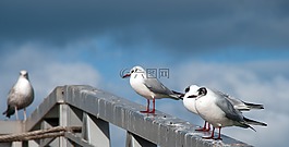 海鷗,海鳥,鳥
