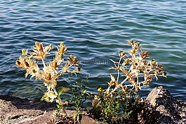 薊,刺,褪色