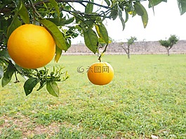 橙,水果,橙色