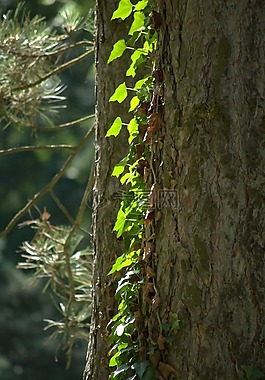 野生葡萄,日志,松