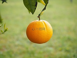 橙,水果,橙色