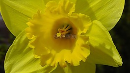 開花,黃色,雌蕊