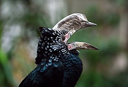 犀鳥,鳥,自然