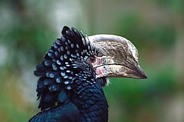 犀鳥,鳥,自然