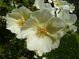 野生玫瑰,奶油,鮮花