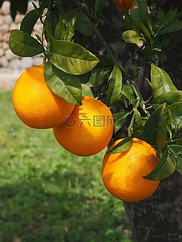 橘子,水果,橙