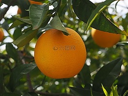 橙,水果,橙色