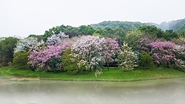 櫻桃,池塘,日本