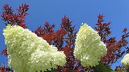 繡球,花,楓葉