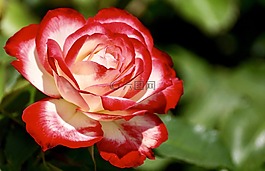 玫瑰,開(kāi)花,花