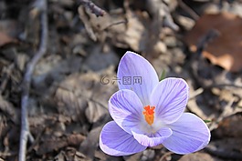 藏紅花,春天,鮮花