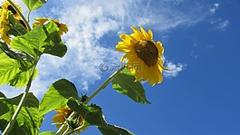 向日葵,藍(lán)色的天空,夏天