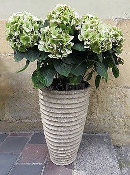 八仙花,花盆,鮮花
