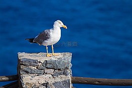 動(dòng)物,鳥,海鷗