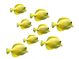 魚,魚群,海底世界