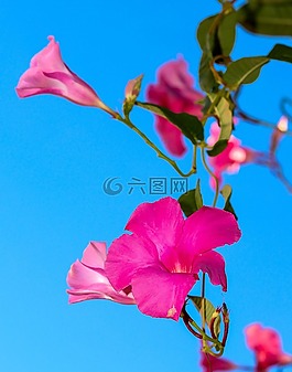 花卉,春,杜鹃花的粉红色