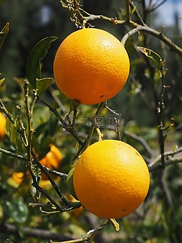 橘子,水果,橙