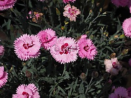 丁香,五旬节 康乃馨,羽状