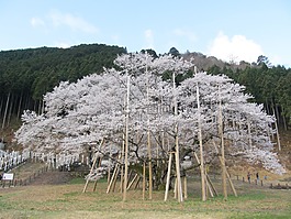 薄墨櫻花,具有 1500 年以上樹,日本