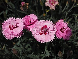 丁香,五旬节 康乃馨,羽状