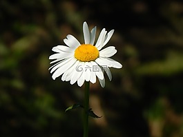 雛菊,白色的花,花園