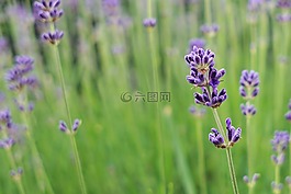 熏衣草,花,開花