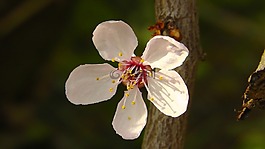 開花,粉紅色,宏