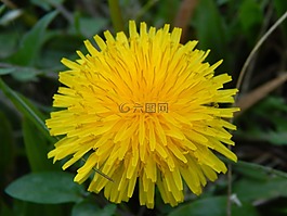 蒲公英,黃色花,野生動植物群