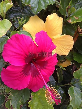 槿,鲜花,冲绳