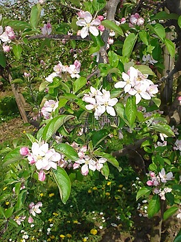 苹果花,苹果树,开花