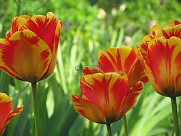tuplen,春天,鮮花