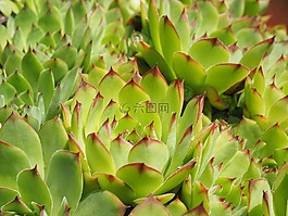 houseleek,厂,绿色