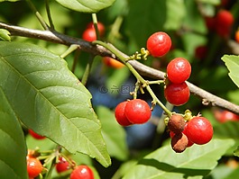 紅色水果,野果,紅果
