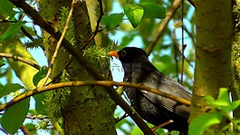 黑鳥,性質(zhì),鳥